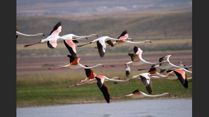 Flamingo » Greater Flamingo » Phoenicopterus roseus