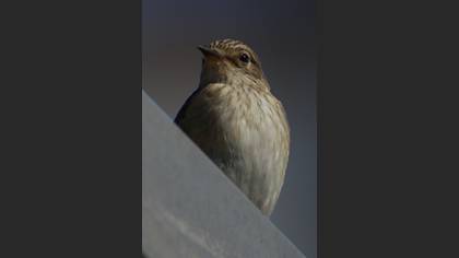 Benekli sinekkapan » Spotted Flycatcher » Muscicapa striata