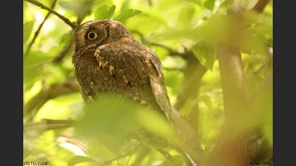 İshakkuşu » Eurasian Scops Owl » Otus scops