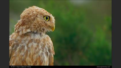 Kukumav