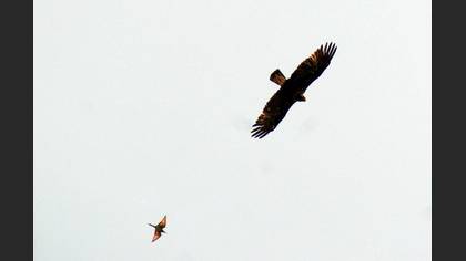 Şah kartal
