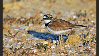 Halkalı küçük cılıbıt » Little Ringed Plover » Charadrius dubius