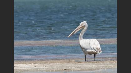 Tepeli pelikan » Dalmatian Pelican » Pelecanus crispus