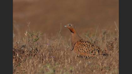 Bağırtlak
