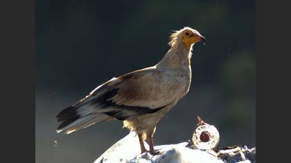 Küçük akbaba