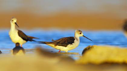 Uzunbacak » Black-winged Stilt » Himantopus himantopus
