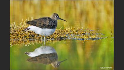 Yeşil düdükçün » Green Sandpiper » Tringa ochropus