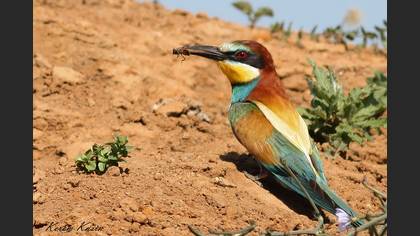 Arıkuşu