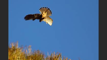 Küçük kerkenez » Lesser Kestrel » Falco naumanni
