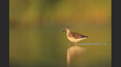 Orman düdükçünü » Wood Sandpiper » Tringa glareola