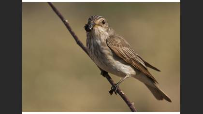 Benekli sinekkapan » Spotted Flycatcher » Muscicapa striata