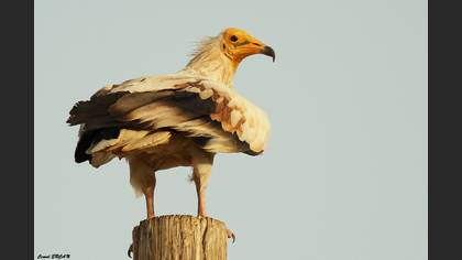 Küçük akbaba » Egyptian Vulture » Neophron percnopterus