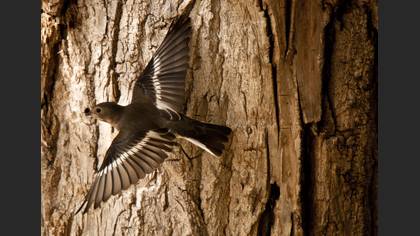 Kara sinekkapan » European Pied Flycatcher » Ficedula hypoleuca