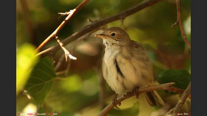 Akgerdanlı ötleğen