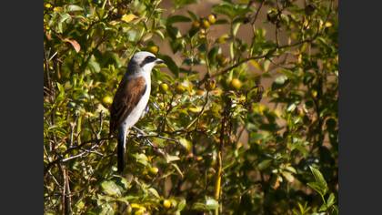 Kızılsırtlı örümcekkuşu » Red-backed Shrike » Lanius collurio