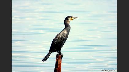 Karabatak » Great Cormorant » Phalacrocorax carbo
