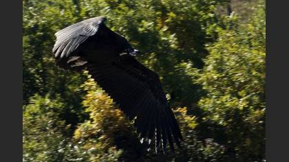 Kara akbaba » Cinereous Vulture » Aegypius monachus