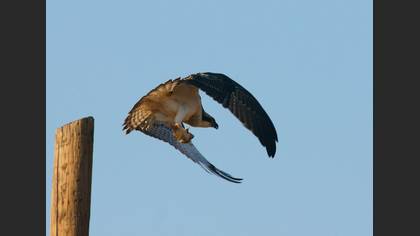 Balık kartalı » Osprey » Pandion haliaetus