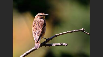 Çayır taşkuşu