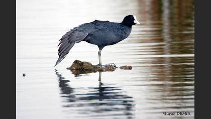 Sakarmeke » Eurasian Coot » Fulica atra