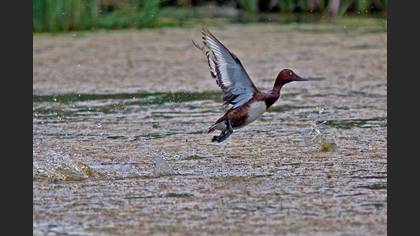Pasbaş patka