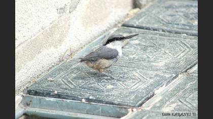 Kaya sıvacısı » Western Rock Nuthatch » Sitta neumayer