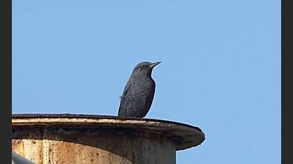 Gökardıç