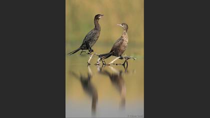 Küçük karabatak » Pygmy Cormorant » Microcarbo pygmaeus