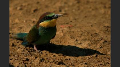 Arıkuşu » European Bee-eater » Merops apiaster