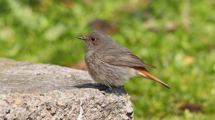 Kara kızılkuyruk » Black Redstart » Phoenicurus ochruros