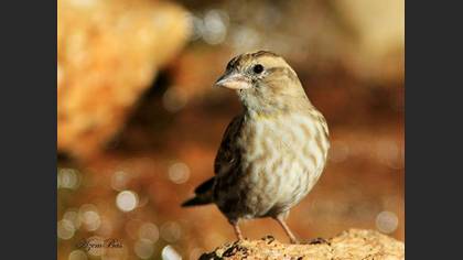 Kaya serçesi » Rock Sparrow » Petronia petronia