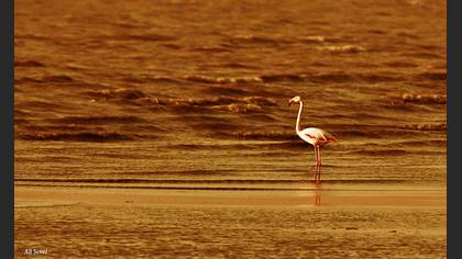 Flamingo