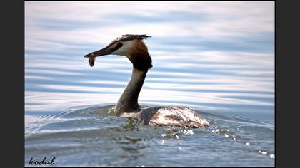 Bahri » Great Crested Grebe » Podiceps cristatus