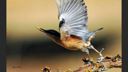 Sıvacı » Eurasian Nuthatch » Sitta europaea