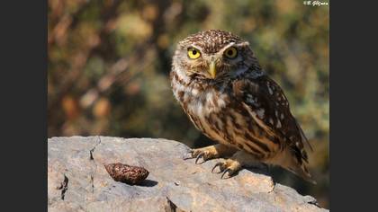 Kukumav » Little Owl » Athene noctua