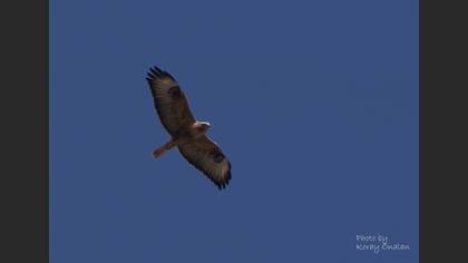 Kızıl şahin » Long-legged Buzzard » Buteo rufinus