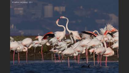 Flamingo