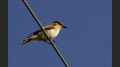 Benekli sinekkapan » Spotted Flycatcher » Muscicapa striata