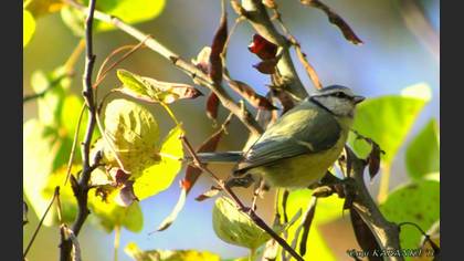 Mavi baştankara » Eurasian Blue Tit » Cyanistes caeruleus