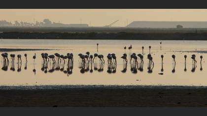 Flamingo