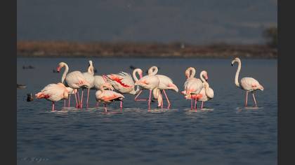 Flamingo