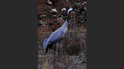 Turna » Common Crane » Grus grus