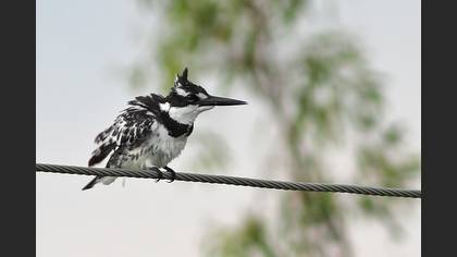 Alaca yalıçapkını » Pied Kingfisher » Ceryle rudis