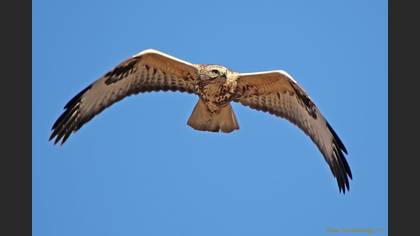 Kızıl şahin » Long-legged Buzzard » Buteo rufinus