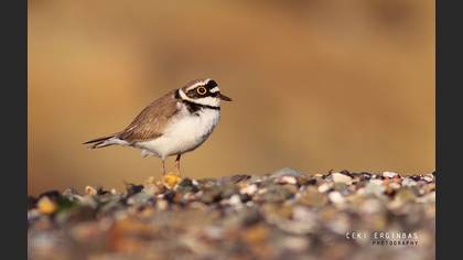 Halkalı küçük cılıbıt » Little Ringed Plover » Charadrius dubius
