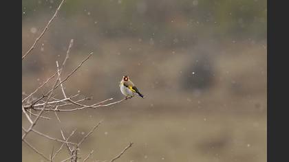 Saka » European Goldfinch » Carduelis carduelis