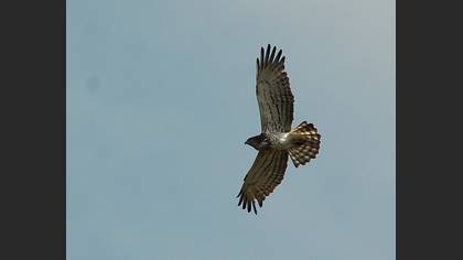 Yılan kartalı » Short-toed Snake Eagle » Circaetus gallicus