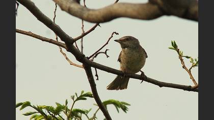 Çizgili ötleğen » Barred Warbler » Sylvia nisoria