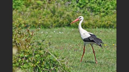 Leylek » White Stork » Ciconia ciconia