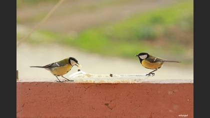 Büyük baştankara » Great Tit » Parus major